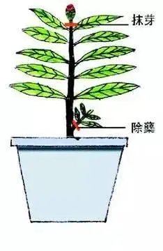 栀子花怎么修叶子？