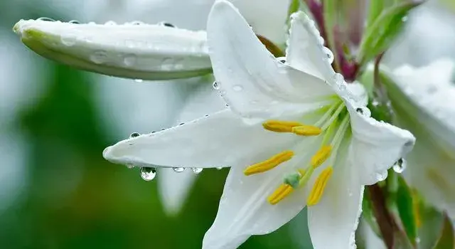 形容百合花的成语或词语？