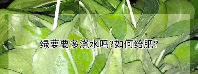 绿萝要多浇水吗?如何给肥?