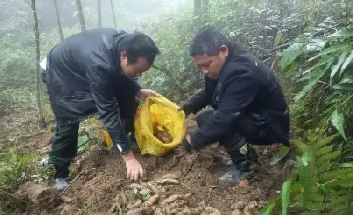 湖南省新宁县崀山镇：生态天麻丰收 扎牢产业根基