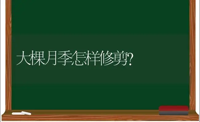 大棵月季怎样修剪？ | 绿植常识