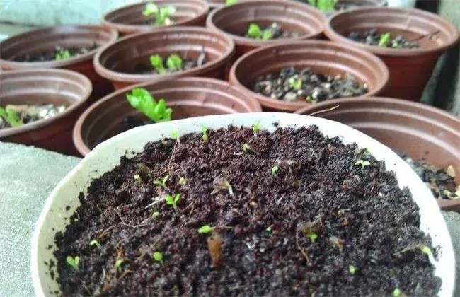 花毛茛的繁育对策