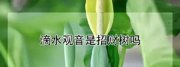 滴水观音是招财树吗