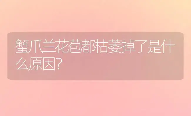 蟹爪兰花苞都枯萎掉了是什么原因？ | 多肉养殖