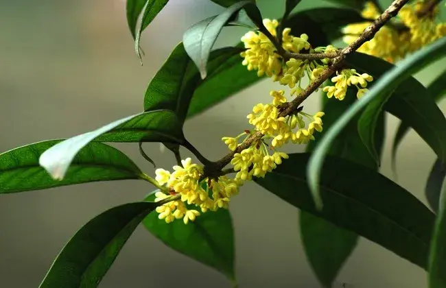 桂花叶片发黄起因及解决对策