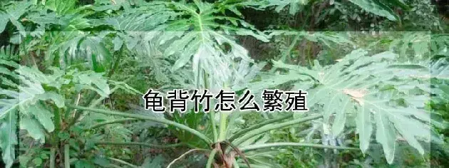 龟背竹怎么繁殖