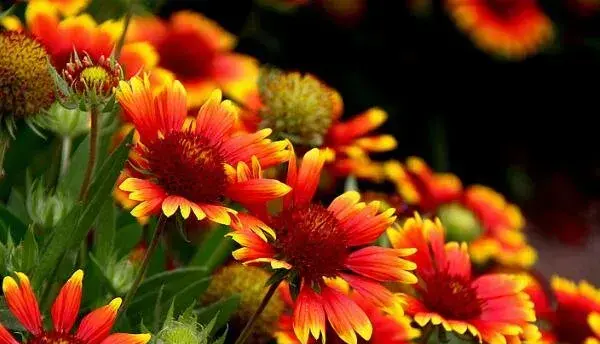 什么花的花语是团结 花语象征团结的6大名花