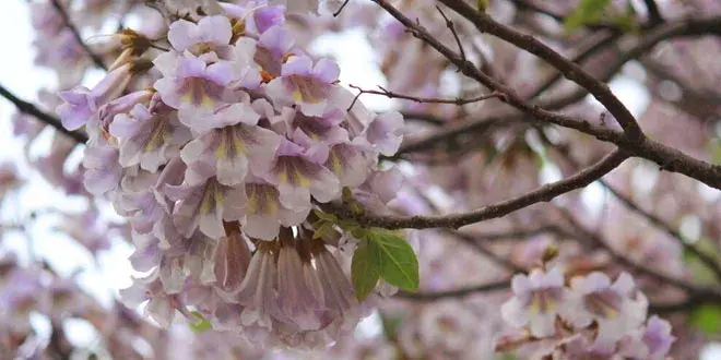 梧桐花的花语有哪些？