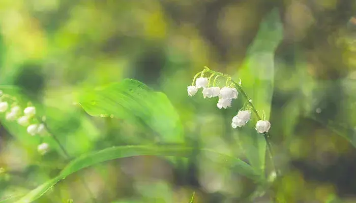 铃兰花的花语 铃兰花有什么象征意义