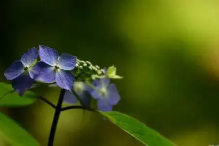 紫罗兰的花语和传说