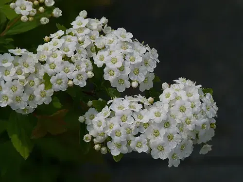 笑靥花的花语是什么？