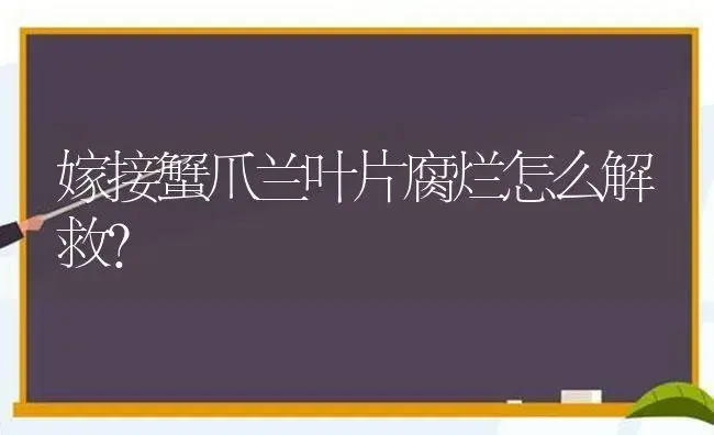 嫁接蟹爪兰叶片腐烂怎么解救？ | 多肉养殖