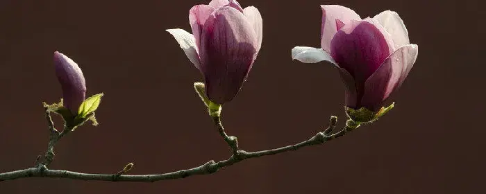 木槿花花语 木槿花花语是什么