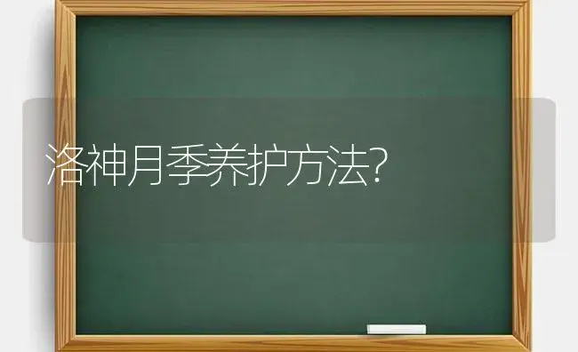 洛神月季养护方法？ | 绿植常识