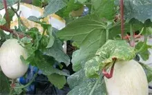 白兰瓜的营养食疗选购技巧介绍