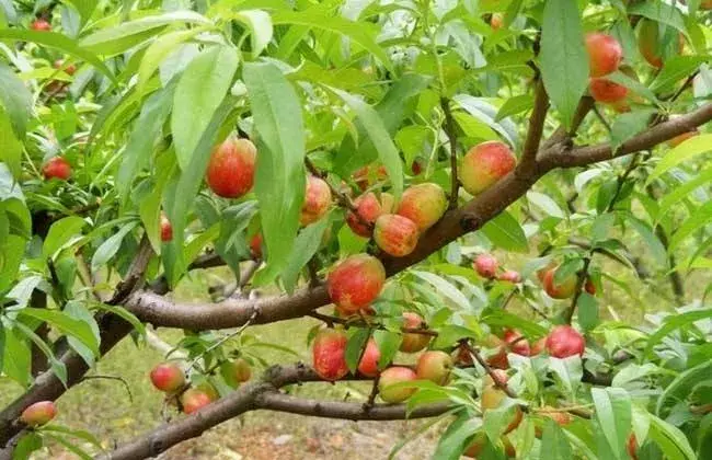 水蜜桃种植技术