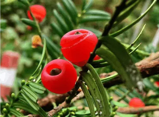 红豆杉怎么养，红豆杉的花语和传说