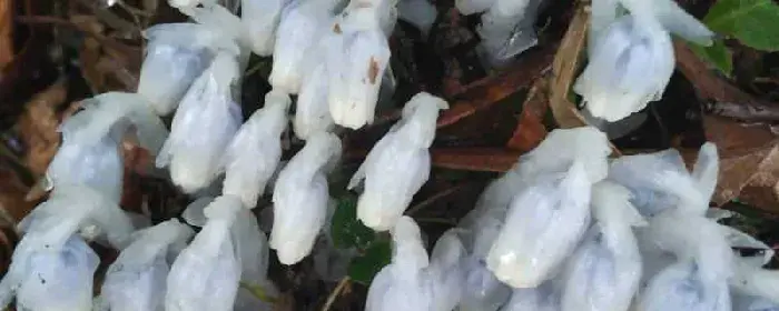 水晶兰花语及传说：水晶兰的花语 水晶兰的传说