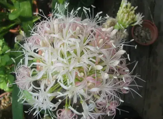 刺眼花