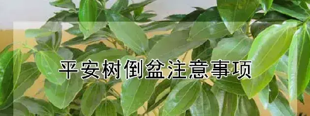 平安树倒盆注意事项