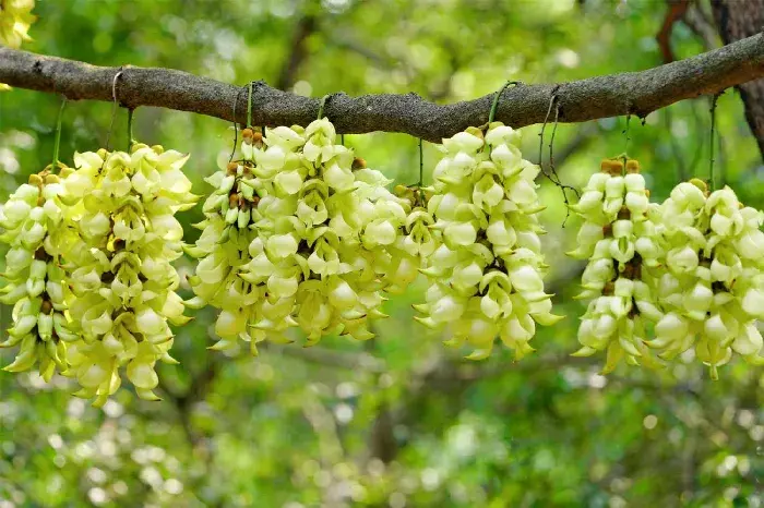 禾雀花的花语