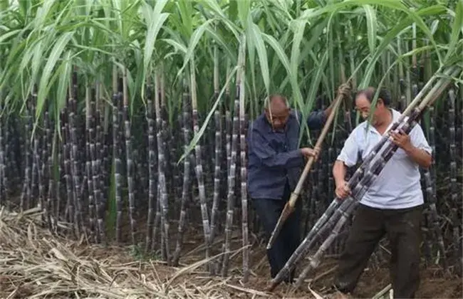 甘蔗采收堤防事项