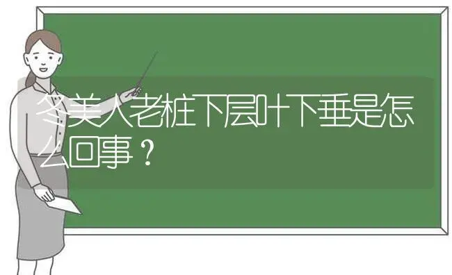 冬美人老桩下层叶下垂是怎么回事？ | 多肉养殖