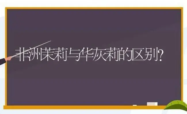 非洲茉莉与华灰莉的区别？ | 绿植常识