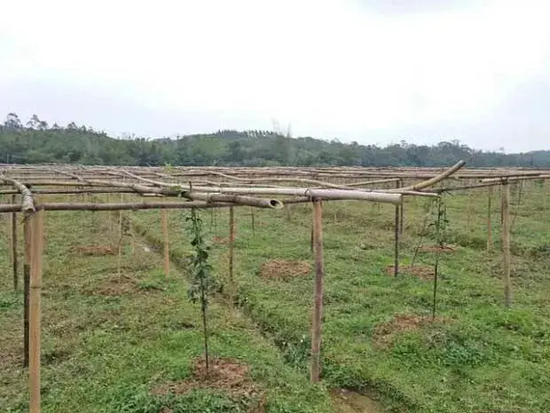 百香果园除草有几种方法？