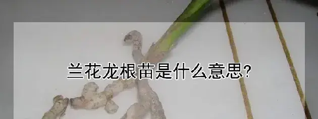 兰花龙根苗是什么意思?