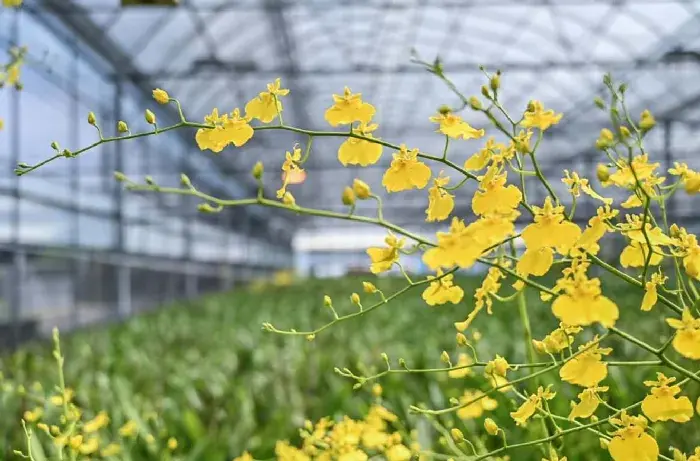 文心兰抽花剑到开花需要多久？