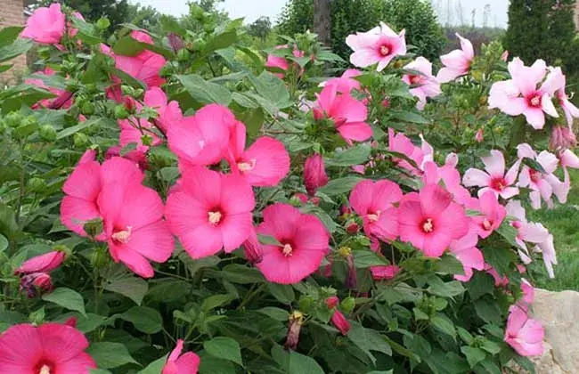 木芙蓉什么时候开花？木芙蓉的花语是什么？木芙蓉叶的功效与作用