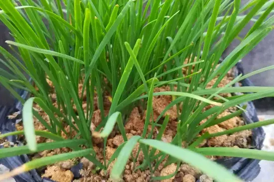 韭菜是一种什么类型的植物，韭菜花花语