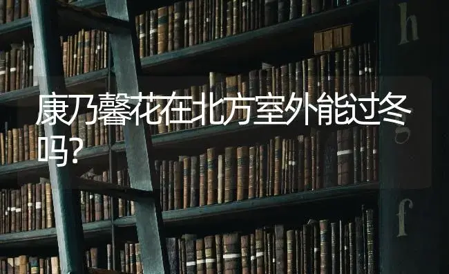 康乃馨花在北方室外能过冬吗？ | 绿植常识