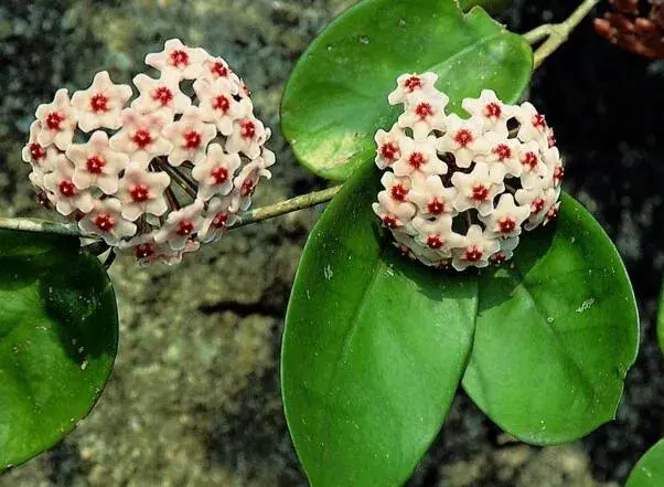 心叶球兰花语是什么，将爱传递开来_花语大全