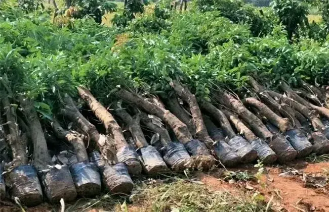 荔枝高压繁育技术