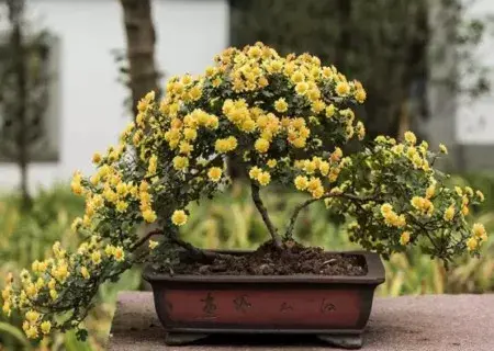 花卉果蔬盆景 | 菊花盆景栽培技术