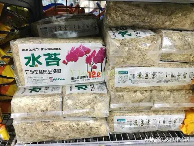 蝴蝶兰用树皮和干苔种多久浇水？