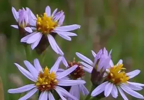 鲜花的真正含义！如何为不同场合选择合适的鲜花