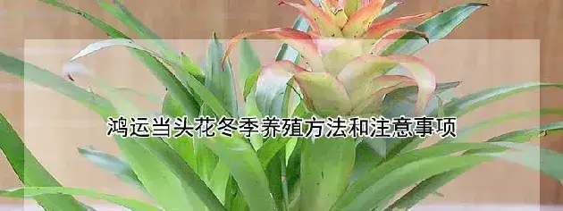 鸿运当头花冬季养殖方法和注意事项