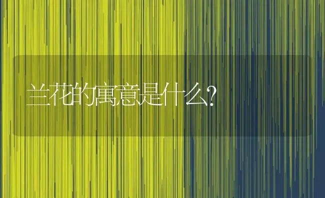 兰花的寓意是什么？ | 绿植常识