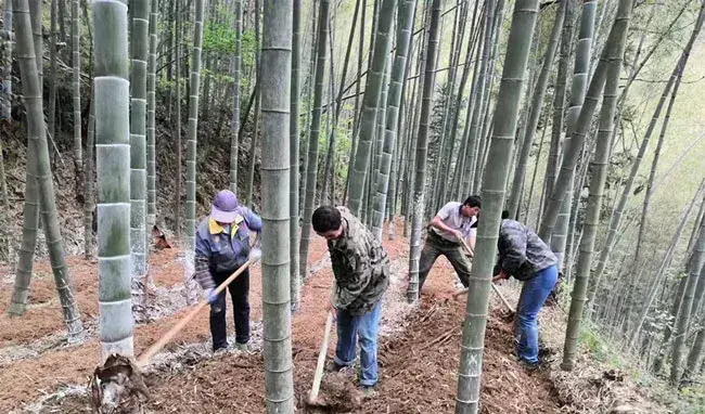 湖南省双牌二井江村：林下竹荪春种忙 以产业兴旺为引领助力乡村全面振兴