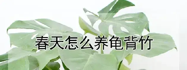 春天怎么养龟背竹