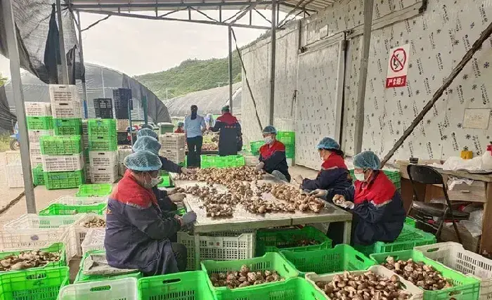 陕西耀州区庙湾镇：香菇产业托起群众致富梦