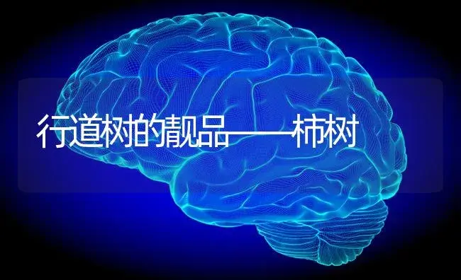 行道树的靓品——柿树 | 特种种植