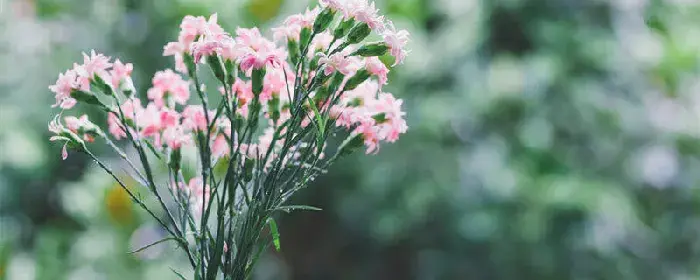 什么花的花语是父亲 母亲节送什么花