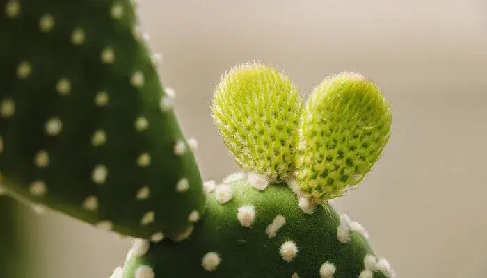 白色仙人球花的花语