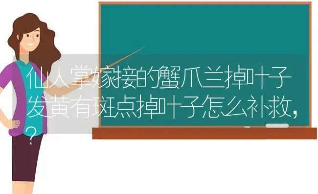 仙人掌嫁接的蟹爪兰掉叶子发黄有斑点掉叶子怎么补救,？ | 多肉养殖