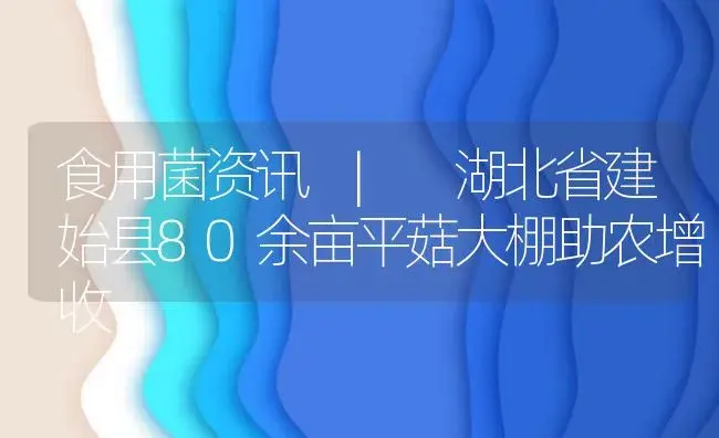 湖北省建始县80余亩平菇大棚助农增收 | 菌菇种植