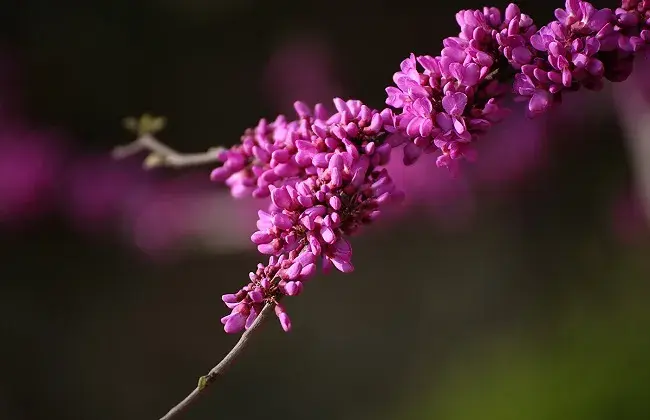 怎样使紫荆在元旦开花